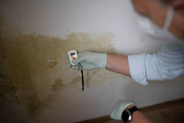 Best Mold Testing and Inspection Services in Watkinsville, GA