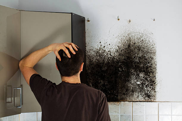 Best Emergency Mold Remediation in Watkinsville, GA